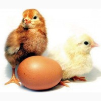 Коричневый Ломан» купить инкубационные яйца яичных пород