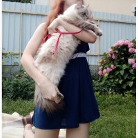Невская маскарадная кошка ищет жениха