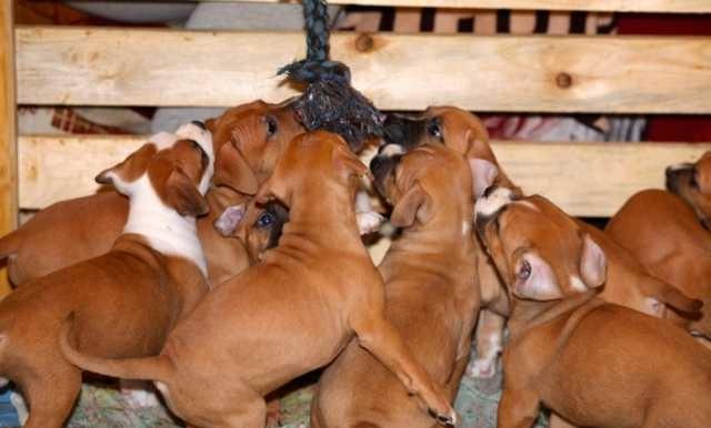 Фото 3. Продам щенков породы Американский стаффордширский терьер