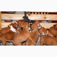 Продам щенков породы Американский стаффордширский терьер