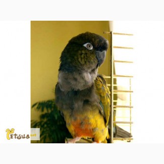 Патагонский попугай (Cyanoliseus patagonus)-ручные птенцы