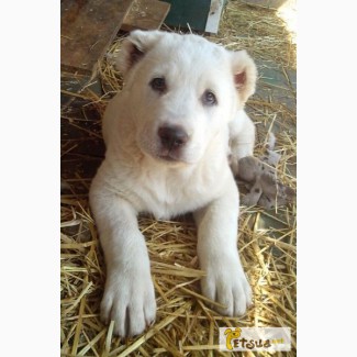 Продам чистопородных щенков Среднеазиатской овчарки (Алабай)