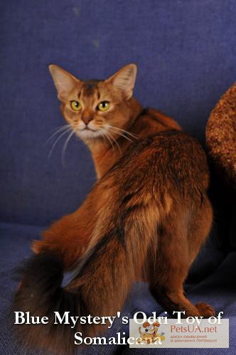 Фото 1/1. Сомалийская кошка шоу-класса как домашний любимец
