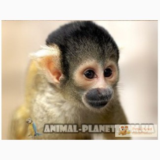 Саймири, ручные карликовые обезьянки