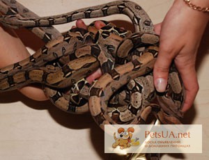 Фото 3. Молочные и королевские змеи, ручные безопастные яркие питомцы