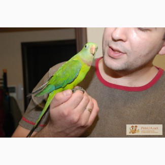 Птенцы-выкормыши - Баррабандов попугай