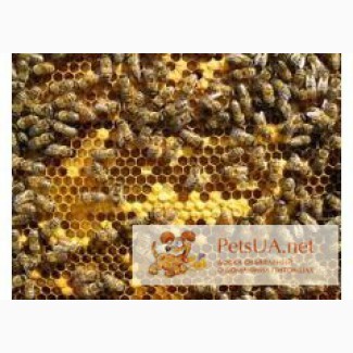 Продам трудолюбивих бджіл Карпатка