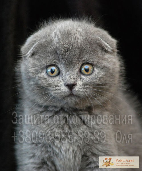 Фото 1/1. Питомник шотландских кошек SUPER STAR UA предлагает котят шоу-класса