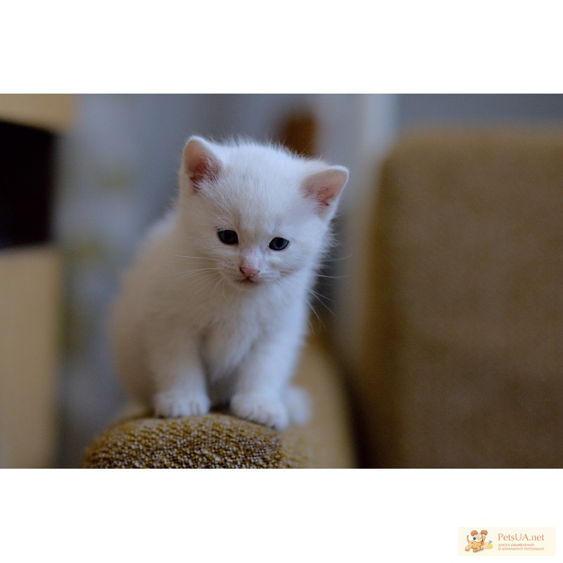 Фото 1/1. Отдам красивых белоснежных котят от сиамской кошки.