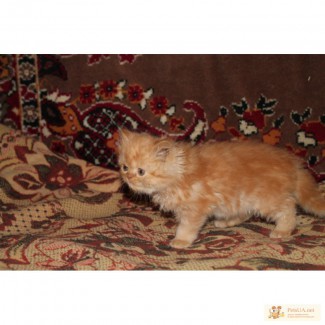 Чисто-породные котята Персы –экстремалы.
