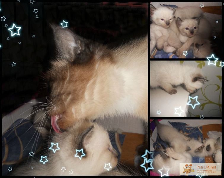Продам сиамских котят порода сиамская полосатая