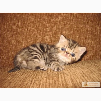 Купить экзотического котенка, персидского котенка