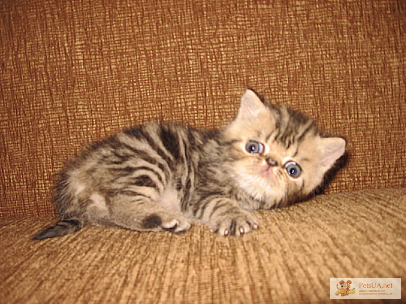 Фото 1/1. Купить экзотического котенка, персидского котенка