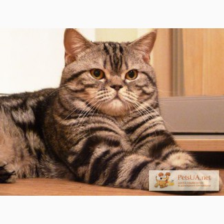 Предлагаю кота мрамор-серебро, для вязки вислоухой кошки кошки, Киев, Святошино