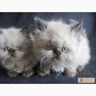 Чистокровные гималайские персидские котята