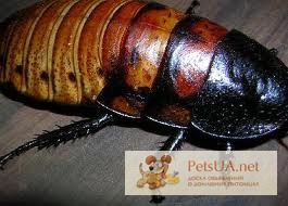 Фото 1/1. Мадагаскарские тараканы