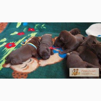 Шикарные щенки лабрадора - шоколадного окраса