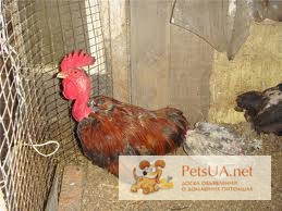 Фото 2. Яйца инкубационные Редбро , Редбро S ( мясна голошийка) та Мастер