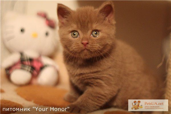 Фото 1/1. Британский котенок, редкого окраса циннамон!