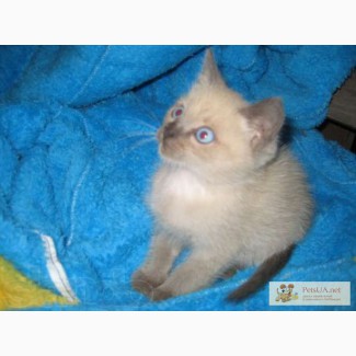 Продам голубоглазку котенка породы Балинез (Невская маскарадная).