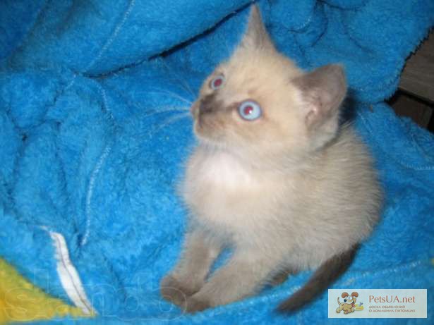 Продам голубоглазку котенка породы Балинез (Невская маскарадная).