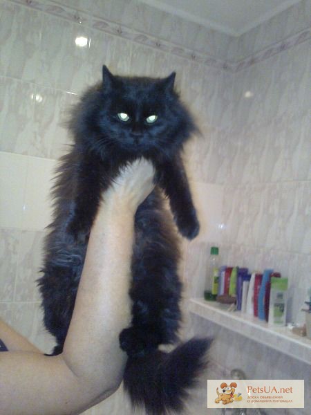 Продам кошку подростка 9 месяцев сибирскую черную с шоколадным оттенком