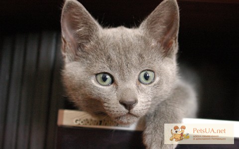 Чистокровные котята породы русская голубая