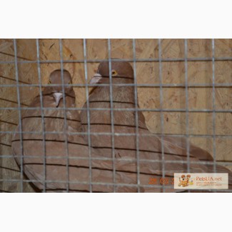 Продам николаевских жёлтых белохвостых голубей