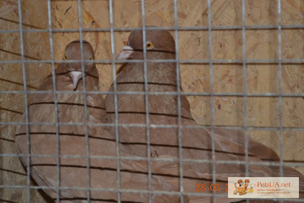 Фото 1/1. Продам николаевских жёлтых белохвостых голубей