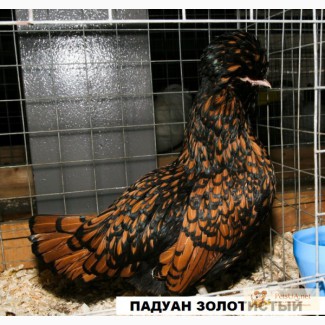 Яйцо инкубационное декоративных пород кур и фазанов