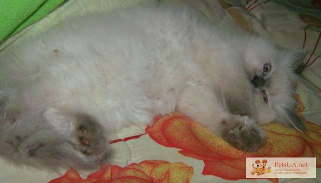Фото 1/1. Котёночек регдолл, голубоглазая шиншилловая кошечка шикарного окраса. 3 месяца.