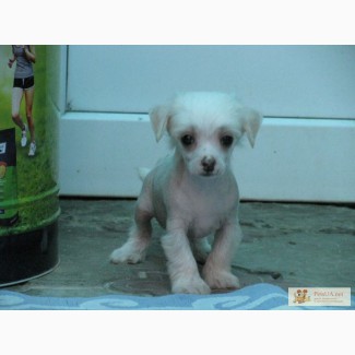 Мальчик- голыш-мини породы китайская хохлатая собачка