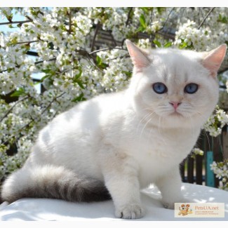 Британский золотой тикированный пойнтовый котик- Белый Мишка