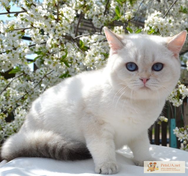 Британский золотой тикированный пойнтовый котик- Белый Мишка