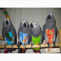 Продаётся одежда, защищающая перо попугая и птиц