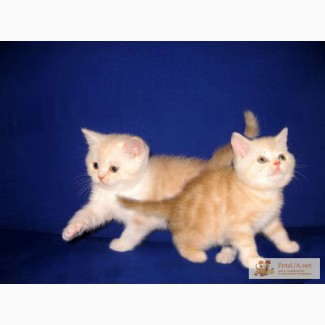 Клубные мраморные котята уникальных мраморных окрасов от титулованных родителей.