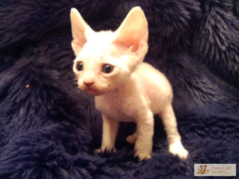 Продам белоснежных котят порода девон рекс