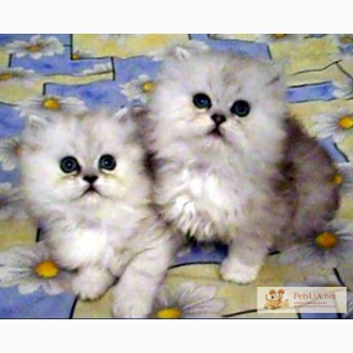 Клубные котята, персы серебристые шиншиллы