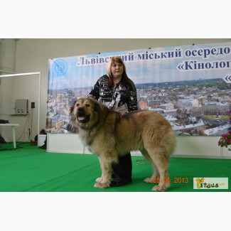 Высокопородные щенки кавказской овчарки с отл.родословной КСУ от привозных рабочих произво