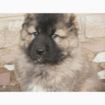 Продам щенка кавказской овчарки( девочка), 1, 5 месяца