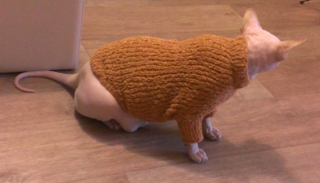 Фото 8. Вязаный свитер для котов и собак