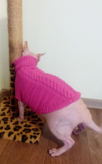 Фото 2. Вязаный свитер для котов и собак
