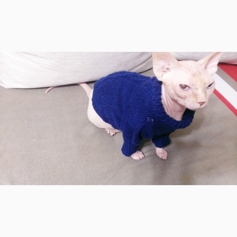 Фото 9. Вязаный свитер для котов и собак