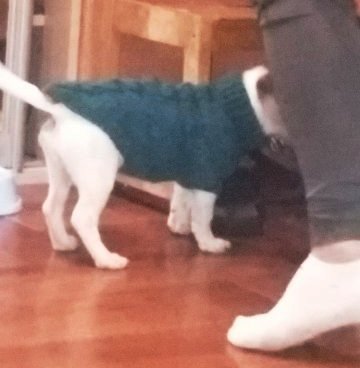 Фото 12. Вязаный свитер для котов и собак