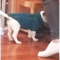 Вязаный свитер для котов и собак