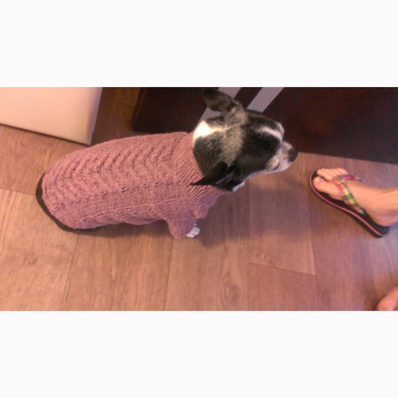 Фото 13. Вязаный свитер для котов и собак