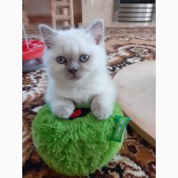 Our Adorable British Shorthair kittens
