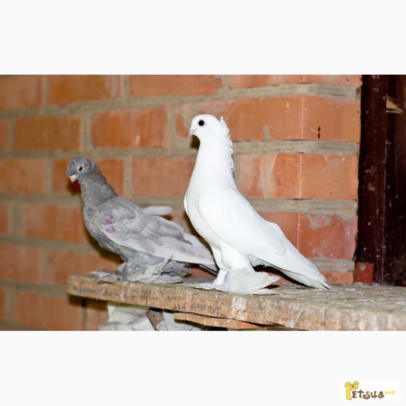 Фото 7. Декоративные голуби. Бойные, челкари