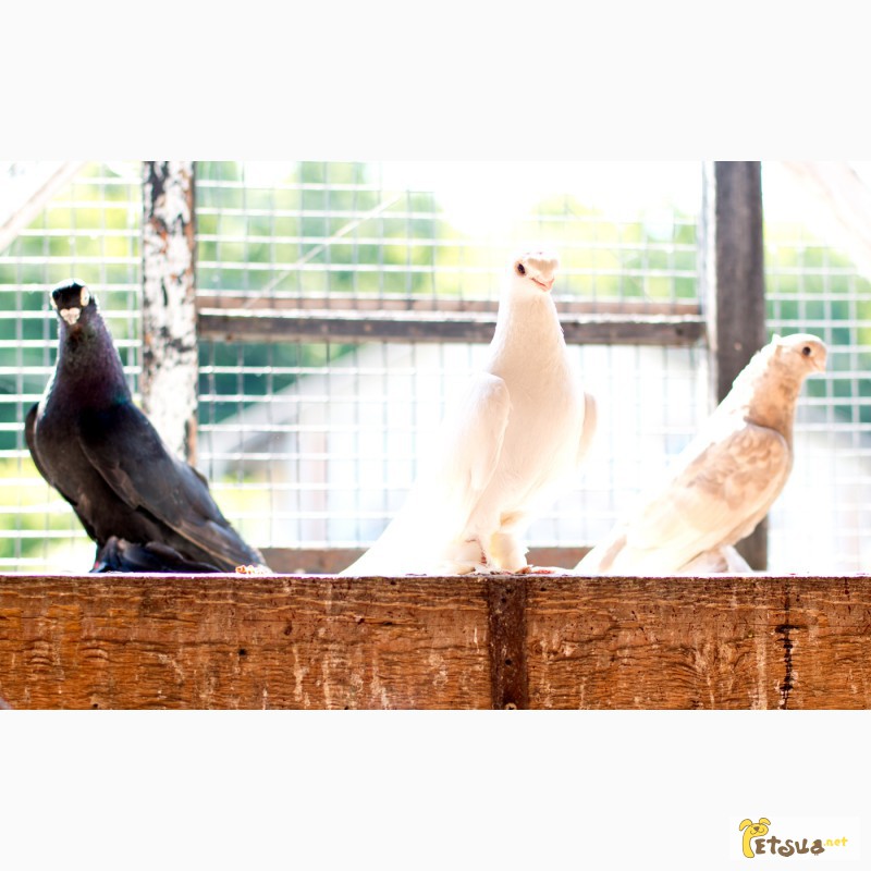 Фото 9. Декоративные голуби. Бойные, челкари