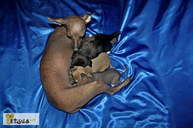 Щенки Перуанской Голой Собаки (Перуанская Орхидея Иноков)